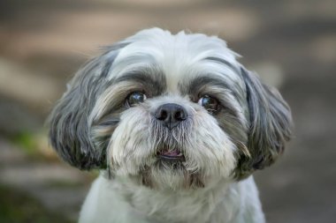 Güzel bir köpeğin portresi..
