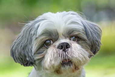 Güzel bir köpeğin portresi..