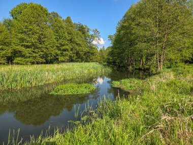 Orta Polonya 'da küçük bir Grabia nehri.