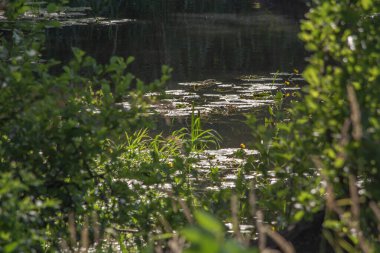 Orta Polonya 'da küçük bir Grabia nehri.