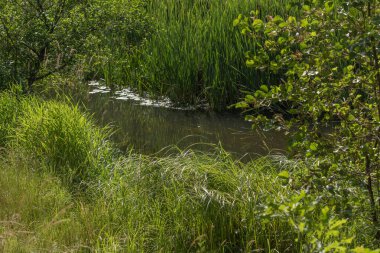 Orta Polonya 'da küçük bir Grabia nehri.