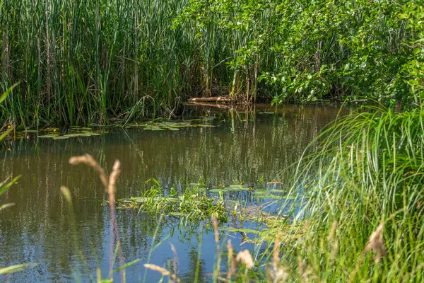 Orta Polonya 'da küçük bir Grabia nehri.