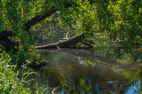 Orta Polonya 'da küçük bir Grabia nehri.