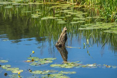 Orta Polonya 'da küçük bir Grabia nehri.