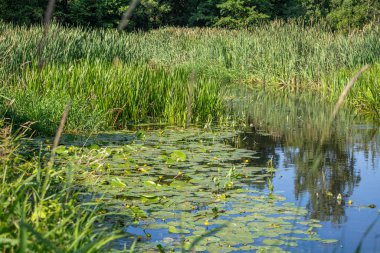 Orta Polonya 'da küçük bir Grabia nehri.
