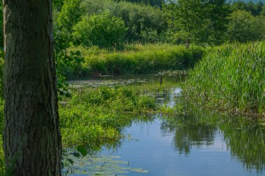 Orta Polonya 'da küçük bir Grabia nehri.