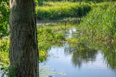Orta Polonya 'da küçük bir Grabia nehri.
