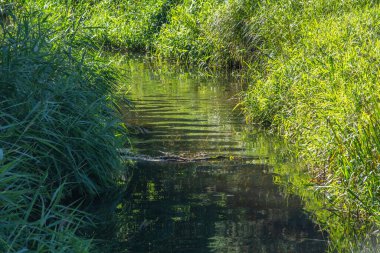 Orta Polonya 'da küçük bir Grabia nehri.