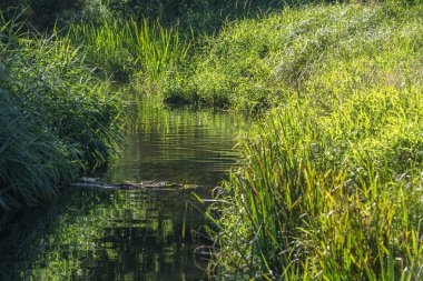 Orta Polonya 'da küçük bir Grabia nehri.