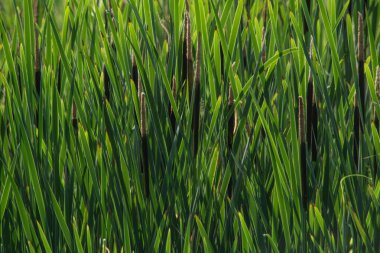 Kalamustan yapılmış doğal bir arka plan.