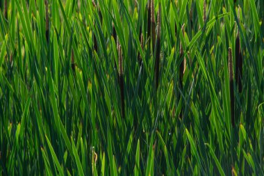 Kalamustan yapılmış doğal bir arka plan.