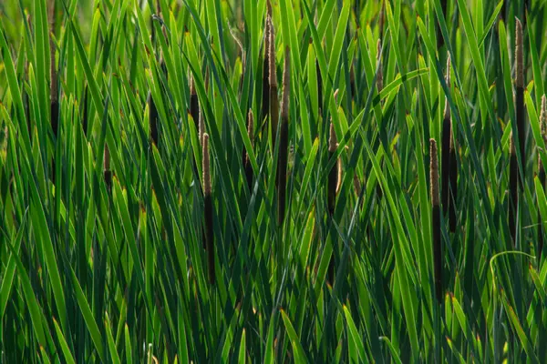 Kalamustan yapılmış doğal bir arka plan.