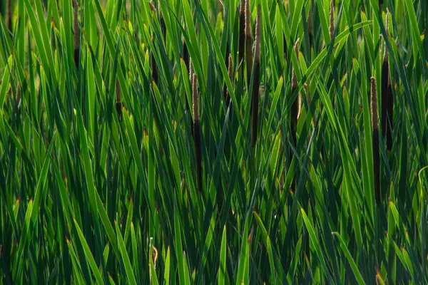 Kalamustan yapılmış doğal bir arka plan.