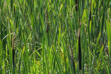 Kalamustan yapılmış doğal bir arka plan.