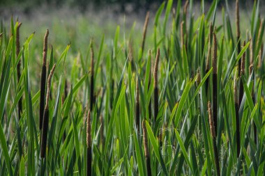 Kalamustan yapılmış doğal bir arka plan.