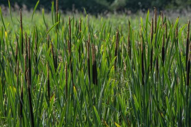 Kalamustan yapılmış doğal bir arka plan.