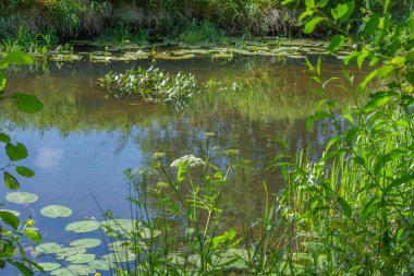 Orta Polonya 'daki küçük Grabia Nehri..