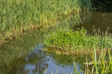 Orta Polonya 'daki küçük Grabia Nehri..