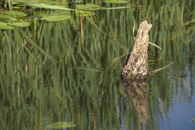 Orta Polonya 'daki küçük Grabia Nehri..