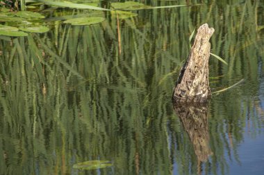 Orta Polonya 'daki küçük Grabia Nehri..
