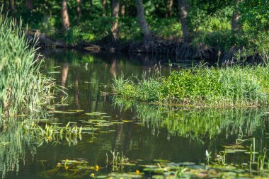 Orta Polonya 'daki küçük Grabia Nehri..