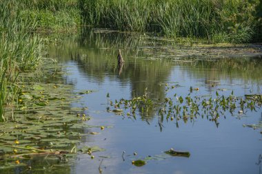 Orta Polonya 'daki küçük Grabia Nehri..