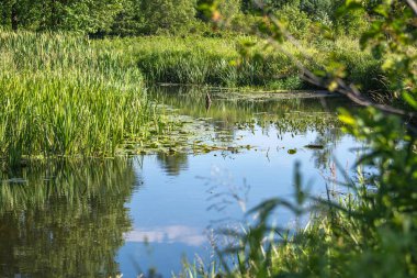 Orta Polonya 'daki küçük Grabia Nehri..