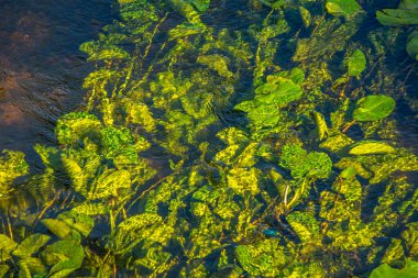 Orta Polonya 'daki küçük Grabia Nehri..
