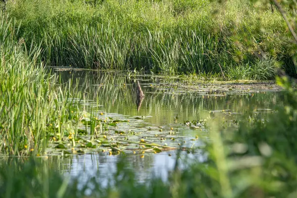 Orta Polonya 'daki küçük Grabia Nehri..