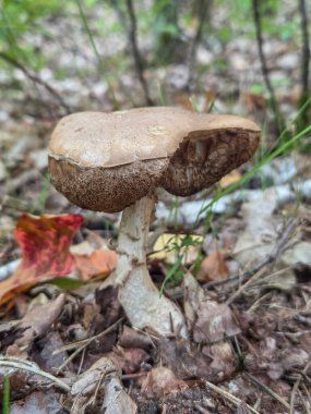 Ormandan yenebilir yabani mantarlar..