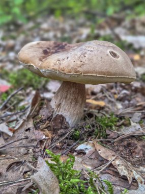 Ormandan yenebilir yabani mantarlar..