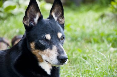 Köpek sakin ol. Evcil hayvan çimlerin üzerinde dinleniyor. Dışarıdaki sakin köpek rahatlaması. Açık hava ortamında rahat bir köpek. Açık havada gezen mutlu bir köpek. Alan reklamını kopyala.