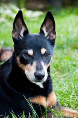 Köpek sakin ol. Evcil hayvan çimlerin üzerinde dinleniyor. Dışarıdaki sakin köpek rahatlaması. Açık hava ortamında rahat bir köpek. Açık havada gezen mutlu bir köpek. Hayat harika..