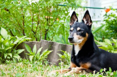 Köpek sakin ol. Evcil hayvan çimlerin üzerinde dinleniyor. Sakin köpek dışarıda huzur ve rahatlık buluyor. Açık hava ortamında rahat bir köpek. Açık havada gezen mutlu bir köpek. Boşluk afişini kopyala.