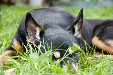 Köpek sakin ol. Evcil hayvan çimlerin üzerinde dinleniyor. Sakin köpek dışarıda huzur ve rahatlık buluyor. Açık hava ortamında rahat bir köpek. Açık havada gezen mutlu bir köpek. Çimlerin derinliklerinde.