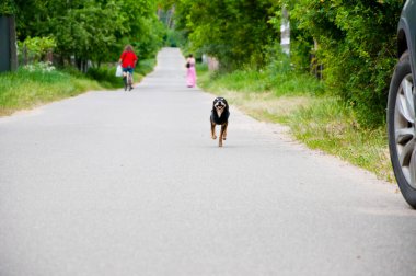 Köpek yolda koşuyor. Neşeli köpek yavrusu. Köpek neşe ve kahkaha getirir. Köpek yoldaşı. Hayvan bakımı. Evcil köpek koşuyor ve dışarıda oynuyor..