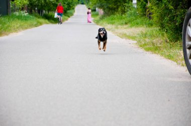 Sokakta koşan bir köpek. Neşeli köpek yavrusu. Köpek neşe ve kahkaha getirir. Köpek yoldaşı. hayvan bakımı.