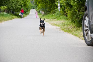 Köpek dışarıda koşuyor. Neşeli köpek yavrusu. Köpek neşe ve kahkaha getirir. Köpek yoldaşı. hayvan bakımı.