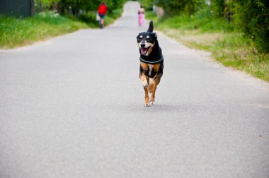 Köpek yolda koşuyor. Neşeli köpek yavrusu. Köpek neşe ve kahkaha getirir. Köpek yoldaşı. Komik köpek. hayvan bakımı.