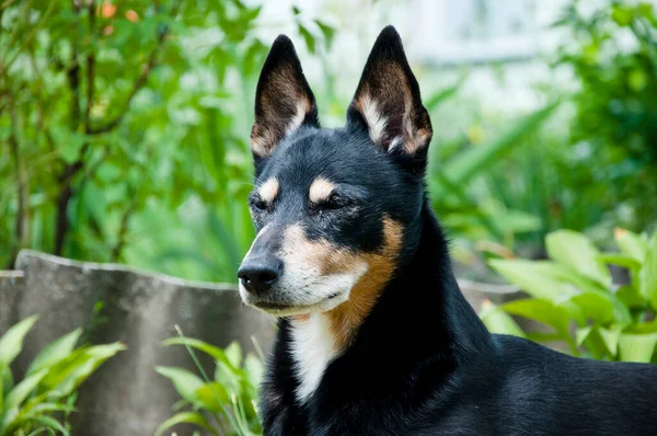Slappna Husdjur Koppla Gräs Lugn Hundavkoppling Utanför Hund Till Mods — Stockfoto