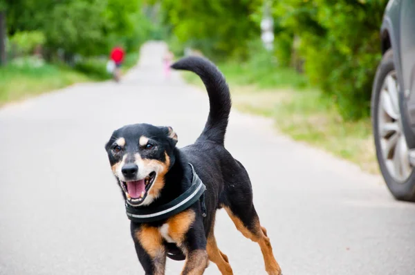 Perro Corriendo Carretera Cuidado Mascotas Cachorro Juguetón Perro Trae Alegría —  Fotos de Stock