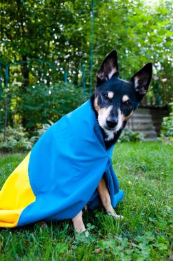 Ukrayna bayrağı taşıyan bir köpek. Ukrayna 'daki evcil hayvan. Sadık yoldaş Ukrayna bayrağıyla destek veriyor.