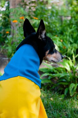 Ukrayna bayrağı taşıyan bir köpek. Ukrayna 'daki evcil hayvan. Ukrayna bayrağının renklerine bürünmüş sevimli bir köpek..