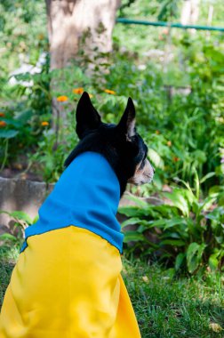 Ukrayna bayrağı taşıyan bir köpek. Ukrayna 'daki evcil hayvan. Ukrayna 'yı temsil eden köpek büyükelçisi..
