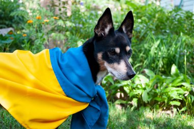 Ukrayna bayrağı taşıyan bir köpek. Ukrayna 'daki evcil hayvan. Ukrayna bayrağıyla ayakta duran dört ayaklı vatansever..