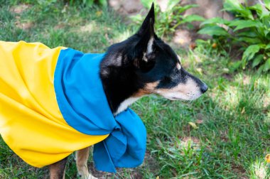 Ukrayna bayrağı taşıyan bir köpek. Ukrayna 'daki evcil hayvan. Bayrağın yanında Ukrayna gururunu gösteren oyuncu köpek yavrusu..