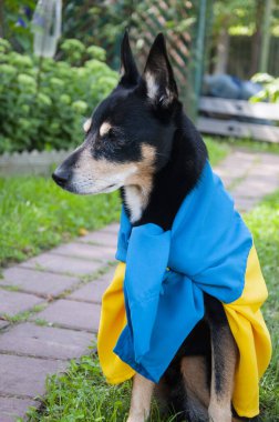 Ukrayna bayrağı taşıyan bir köpek. Ukrayna 'daki evcil hayvan. Dört ayaklı yoldaş Ukrayna bayrağıyla kutlamaya katılıyor..
