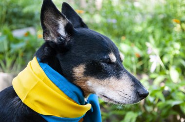 Ukrayna bayrağı taşıyan bir köpek. Ukrayna 'daki evcil hayvan. Sevgili hayvan bayrak aracılığıyla Ukrayna ile dayanışma içinde..