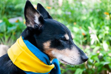 Ukrayna bayrağı taşıyan bir köpek. Ukrayna 'daki evcil hayvan. Ülkeye bağlılığın sembolü olarak Ukrayna bayrağını takan evcil hayvan..