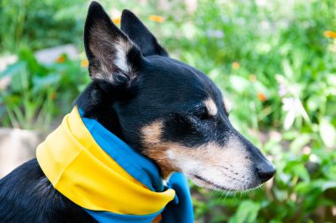 Ukrayna bayrağı taşıyan bir köpek. Ukrayna 'daki evcil hayvan. Ukrayna 'yı bayrağıyla onurlandıran sadık bir evcil hayvanın iç açıcı görüntüsü..